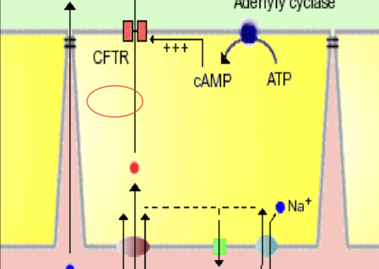 <p>Cl- transport across the Apical membrane occurs through two types of Cl-Channels:</p><p>1. Cl- channel activated via a cAMP-dependent phosphorylation pathway</p><p>2. Cl- channel activated by increased intracellular Ca++ levels (Ca++)</p>
