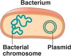 <ul><li><p>part of a prokaryote</p></li><li><p>the extrachromosomal source of DNA that can replicate independently</p></li></ul>