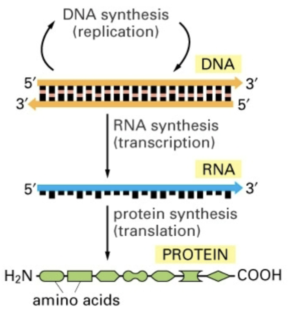 <p>replication makes dna → transcription makes rna → translation makes protein </p>