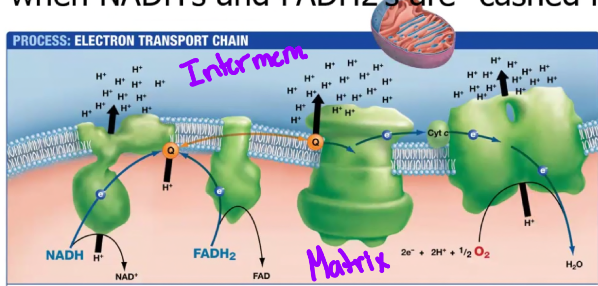 Most of the ATP is produced in this stage when NADH’s and FADH2’s are oxidized to give off their hydrogens and electrons.  