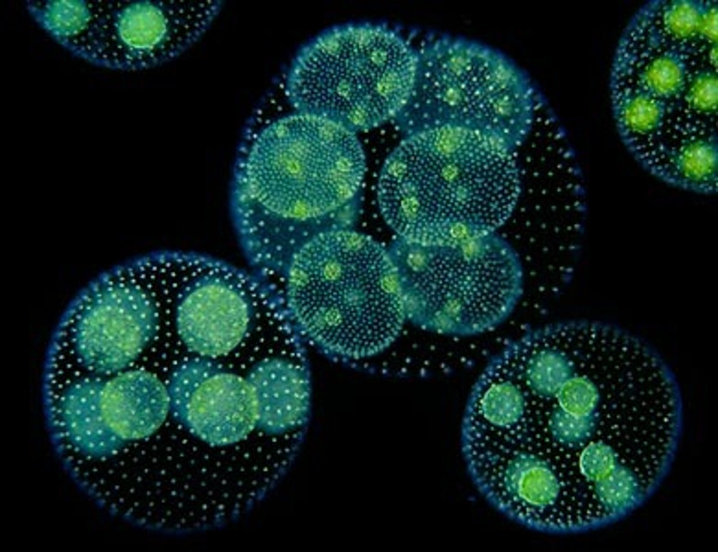 <p>-Modern chlorophytes closely resemble land plants</p><p>-Chloroplasts are biochemically similar to those of the plants</p><p>-2 Groups:</p><p>Chlorophytes</p><p>Charophytes</p><p>-Early green algae probably resembled Chlamydomonas reinhardtii</p><p>Individuals are microscopic</p><p>2 anterior flagella</p><p>Most individuals are haploid</p><p>Reproduces asexually and sexually</p><p>Has a holdfast</p><p>-Volvox</p><p>Multicellular chlorophyte</p><p>Hollow sphere</p><p>Biflagellated cells</p><p>--2 types of cells</p><p>Eyespot + flagella</p><p>2 flagella per cell</p><p>Forms colonies of cells</p><p>Ex: phytoplankton</p><p>-Spirogyra</p><p>Multicellular freshwater green algae</p><p>Chloroplasts in spiral pattern</p><p>Vegetative and photosynthetic</p><p>--Spirogyra Conjugation</p><p>Sexual reproduction</p><p>Link up cells, merge cells (genetic diversity)</p><p>Creates a zygospore</p><p>Goes through process similar to germination</p><p>Leftover filament is decomposed back into environment</p><p>--Ulva</p><p>Sea lettuce</p><p>Multicellular chlorophyte</p><p>Marine green algae</p><p>Holdfast: attach to specific spot (in light of abiotic factors such as currents)</p><p>--Chara</p><p>Also green algae (freshwater)</p><p>Gave rise to land plants (closest relative)</p><p>Can survive dried out</p>