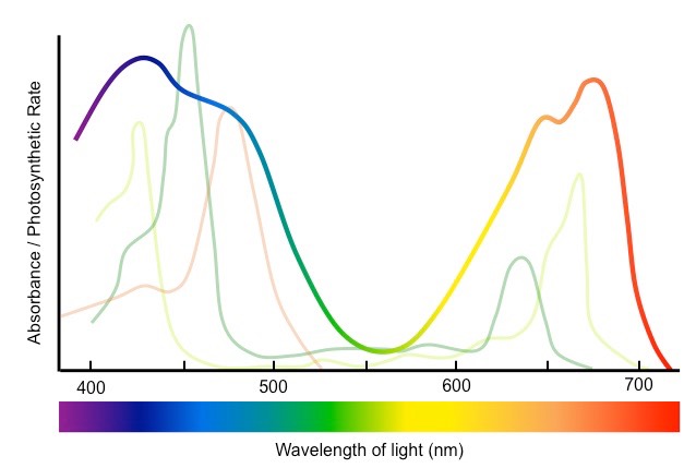 <p>Absorbtion spectrum indicates the wavelength of light absorbed by each pigment.</p><p>Action soectrum indicates the overall rate of photosynthesis at each wavelength ov light</p>