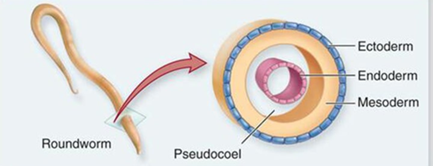 <p>Roundworms (within the Bilateria). (Rotifers, which we did not discuss in lab, also are pseudocoelomates).</p>