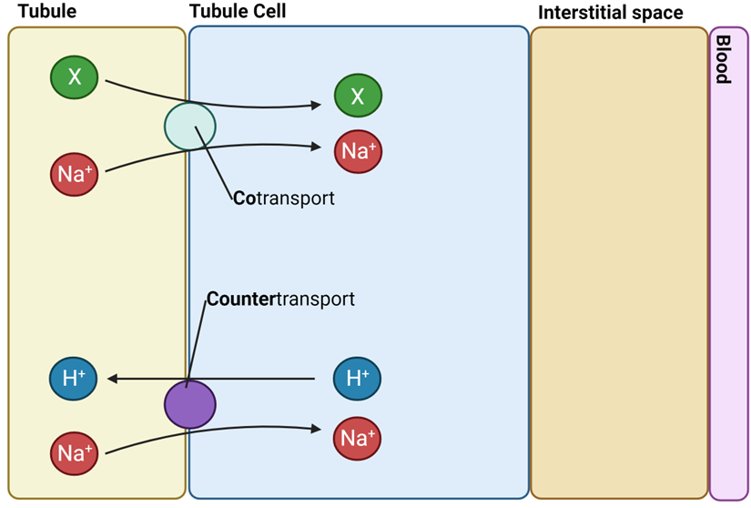 <ul><li><p><span style="font-family: "Gill Sans MT";"><strong><span>Co-transport</span></strong><span> (</span><strong><span>X</span></strong><span>) with other molecules. E.g. Glucose</span></span></p><ul><li><p><span style="font-family: "Gill Sans MT";"><span>Everything moves the same way</span></span></p></li></ul></li><li><p><span style="font-family: "Gill Sans MT";"><strong><span>Counter-transport</span></strong><span> of Hydrogen ions (Na+ in , H+ out)</span></span></p><ul><li><p><span style="font-family: "Gill Sans MT";"><span>Substances moving in diff. directions</span></span></p></li></ul></li></ul><p></p>