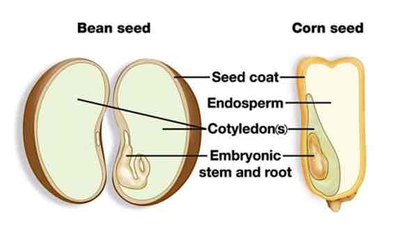 <p>Cotyledons</p>