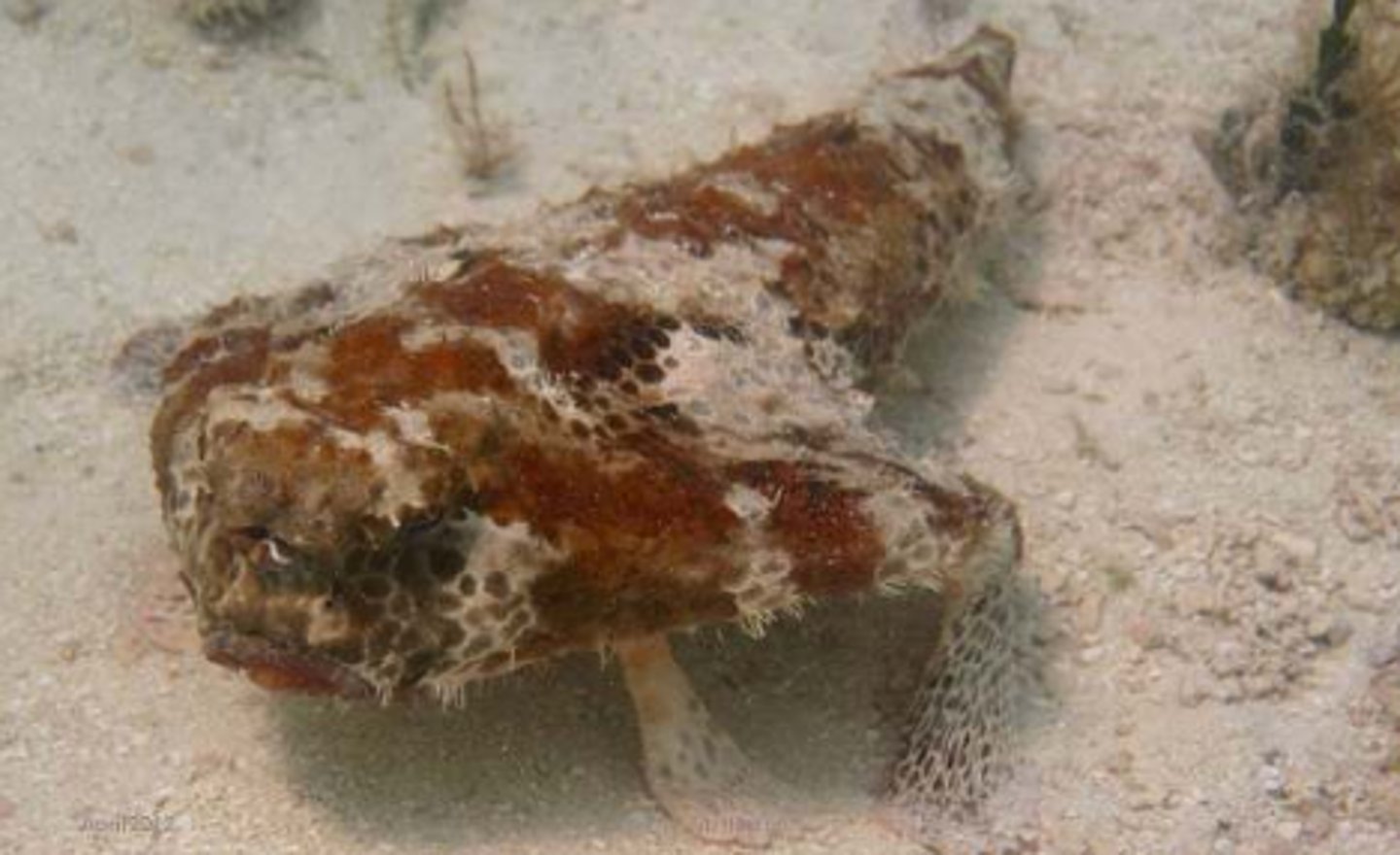 <p>roughback batfish</p>