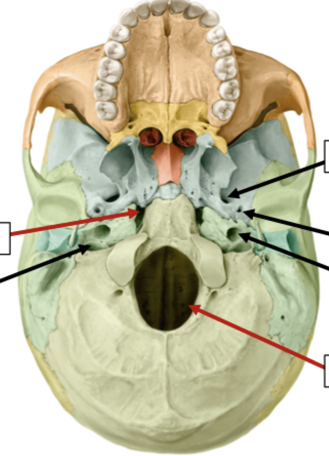 <p>Skull Foramina</p>