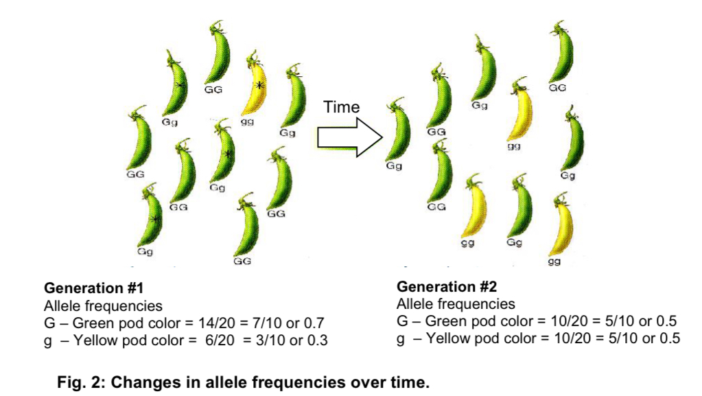 <p>Microevolution → changes in allele frequency within a population or species</p><p>Macroevolution → changes in allele frequencies over thousands of years, leading to formation of new species (speciation)</p>