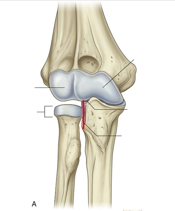 <p><span>the radius and the ulna meet</span></p>