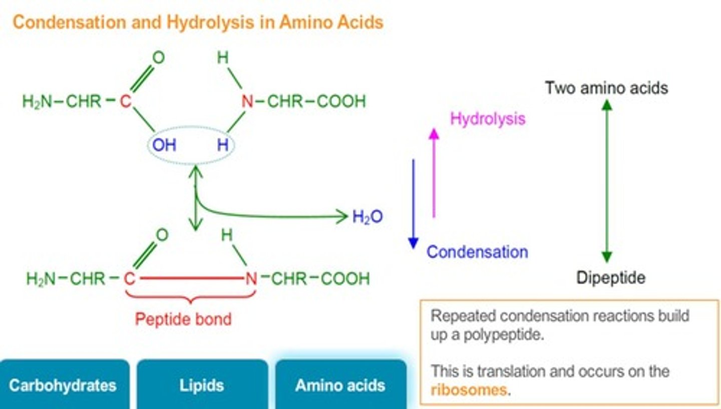 <p>Breakdown of polypeptides into amino acids using water.</p>