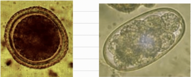 <p>These eggs where found by coprological examination in dogs, identify and describe: </p>