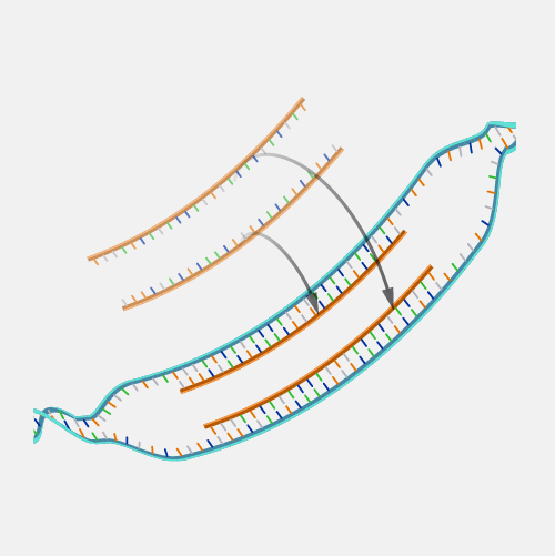<p>base pairing between strands from different sources</p>