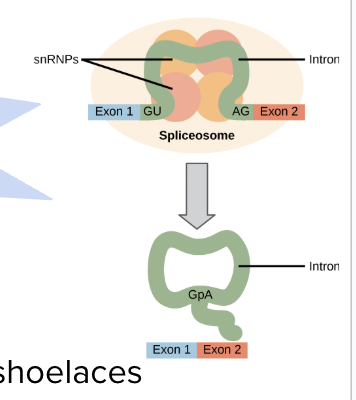 <p><span style="background-color: transparent; font-family: "Proxima Nova", sans-serif;"><span>Different versions of the mRNA result from combining different exons</span></span></p>