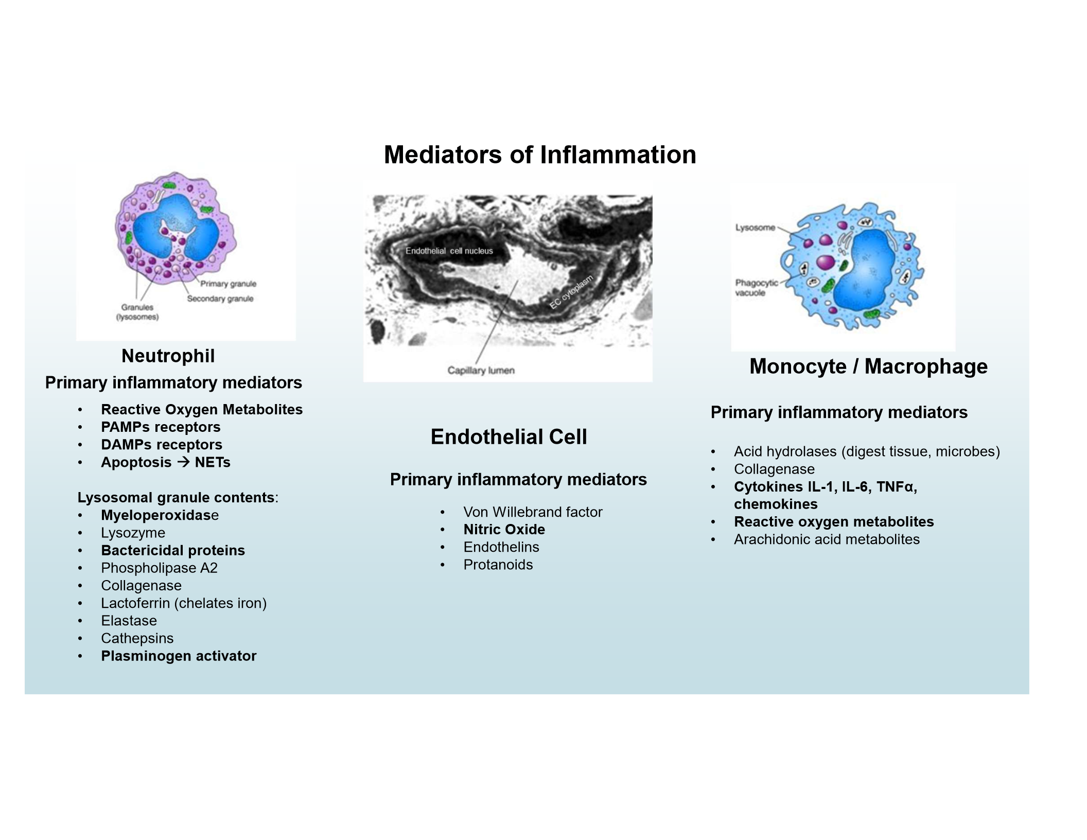 <p>ROS, PAMP and DAMP receptors, NETs, lysosomal granules (e.g., myeloperoxidase, bactericidal proteins, plasminogen activator)</p>