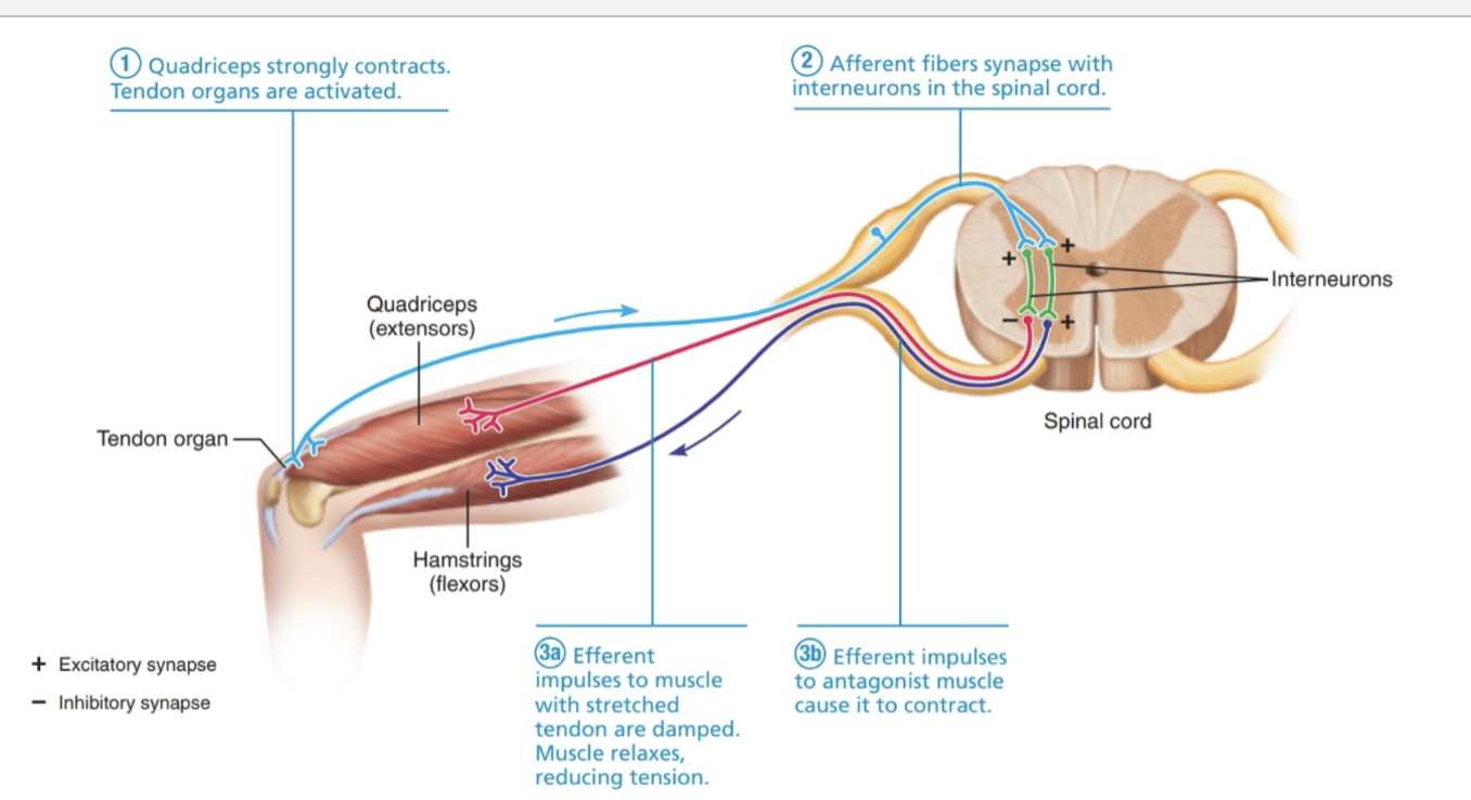 <p>Tendon Reflex</p>