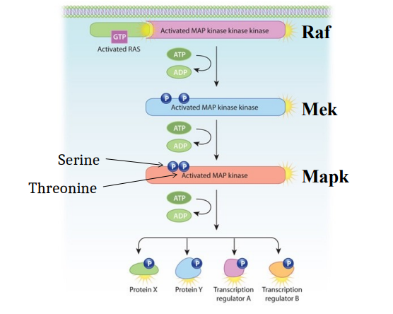 <ul><li><p>RTK activates the MAPK cascade, a major downstream signalling pathway through GEFs linked to RTKs which activates Ras (located at the cell membrane).</p></li><li><p><strong>Activated Ras</strong> (Ras bound to GTP), which is located at the cell membrane recruits Raf to the membrane, directly binding to and activating Raf, the first kinase in the cascade.</p></li><li><p>Activated Raf (a serine/threonine kinase) phosphorylates and activates the next kinase in the cascade, <strong>Mek</strong>. This phosphorylation event typically consumes ATP (converting it to ADP).</p></li><li><p>Activated Mek phosphorylates and activates the final kinase in the cascade, <strong>Mapk</strong>. This phosphorylation also consumes ATP.</p></li><li><p>Mapk (aka ERK1/2) is a serine/threonine kinase, for Mapk’s full activation Mek needs to phosphorylate Mapk on both serine and threonine residues (dual phosphorylation). It is the final kinase in this particular MAPK cascade. Once activated, Mapk can translocate into the nucleus and/or phosphorylate a variety of downstream target proteins, such as transcription factors, allowing DNA binding to specific DNA sequences to regulate the expression of target genes. The cascade can also lead to the regulation of other cytoplasmic proteins by phosphorylation. </p></li><li><p>Cellular outcomes such as: Cell proliferation (growth and division), Cell differentiation, Cell survival and Gene expression changes.</p></li></ul><p></p>