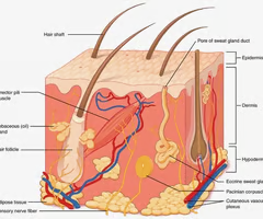 <p>epidermis, dermis, hypodermis</p>