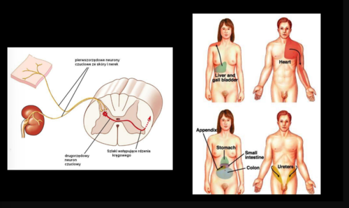 ból narządów wewnętrznych odbierany jako ból z powierzchni ciała
