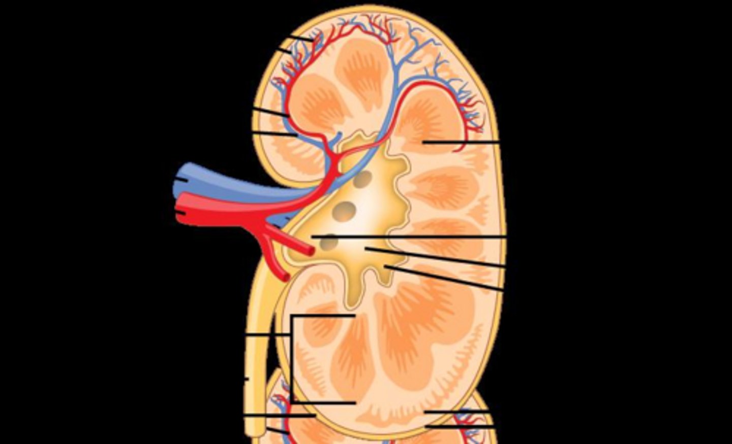 <p>Renal cortex (outer), renal medulla (middle), and renal pelvis (innermost).</p>