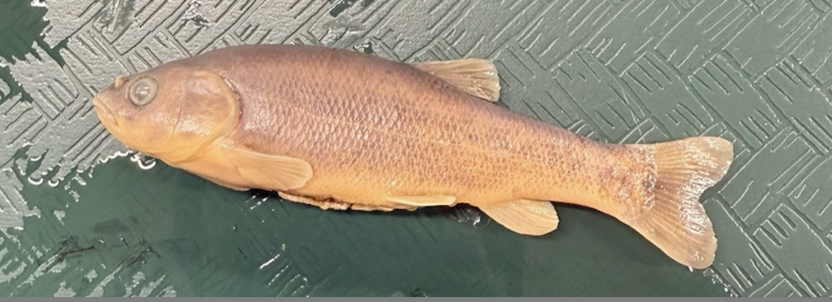 <p>Arroyo Chub <strong>Order</strong></p>