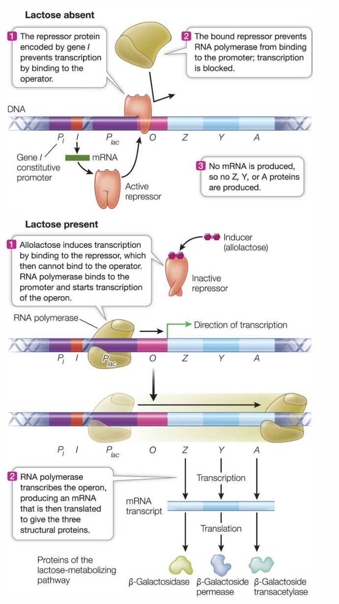 <ul><li><p>the repressor has two binding sites, one for the operator (actual DNA sequence in operon), and one for the inducer (allolactose; small molecule that binds to repressor)</p></li><li><p>When lactose is absent, the repressor prevents binding of RNA polymerase to the promoter which blocks transcription</p></li></ul><p></p>
