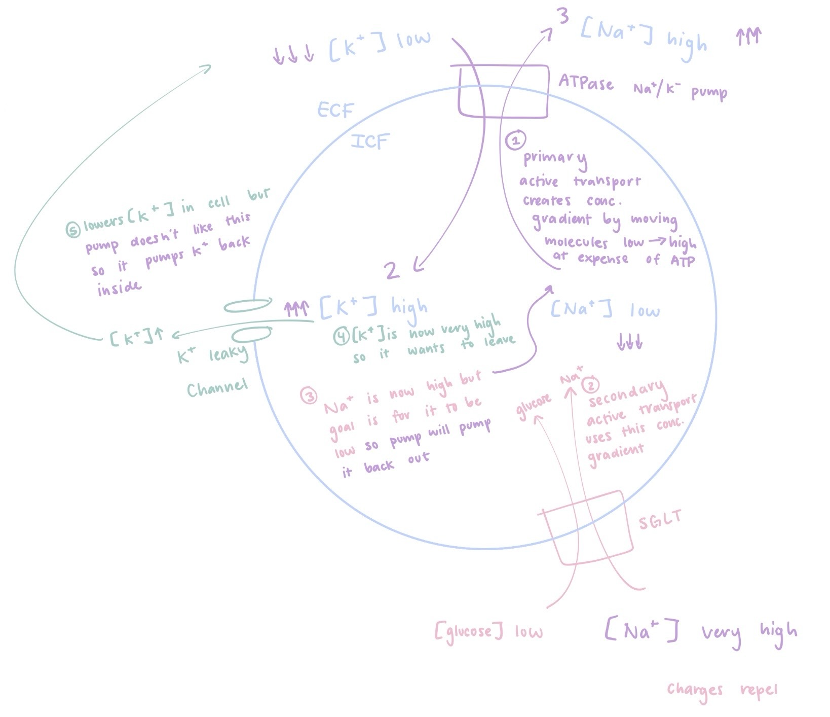 <ol><li><p>Primary active creates a concentration gradient by moving 3 Na<sup>+</sup>&nbsp;out the cell and 2 K<sup>+</sup>&nbsp;into of the cell using ATP to move against concentration gradient, low → high. This causes a low [K+] in ECF and a low [Na+] in ICF&nbsp;(written in purple)&nbsp;</p></li><li><p>Due to low [Na+] in ICF, SGLT will want to bring more Na+ into cell using secondary indirect active transport. This uses the made concentration gradient of Na+, made from primary active, to bring Na+ into using glucose (not ATP) (written in pink)</p></li><li><p>This means SGLT will cause high [Na+] inside the cell while the cell likes a low [Na+]. This in turn gives the Na<sup>+</sup>/K<sup>+</sup> pump sodium to pump out of the cell. It is a cycle to maintain the concentration gradient (written in pink and purple)&nbsp;</p></li><li><p>Since [K+] is high in cell due to&nbsp;Na<sup>+</sup>/K<sup>+</sup> pump, they will exit through the numerous K<sup>+</sup> leaky channels (unregulated) in the cell (written in green)</p></li><li><p>K<sup>+</sup>&nbsp;leaky channel lowers [K<sup>+</sup>] in cell but the cell likes high [K<sup>+</sup>] so&nbsp;Na<sup>+</sup>/K<sup>+</sup> pump will pump the K<sup>+</sup>&nbsp;right back in ((written in green and purple)&nbsp;</p></li></ol><p></p>