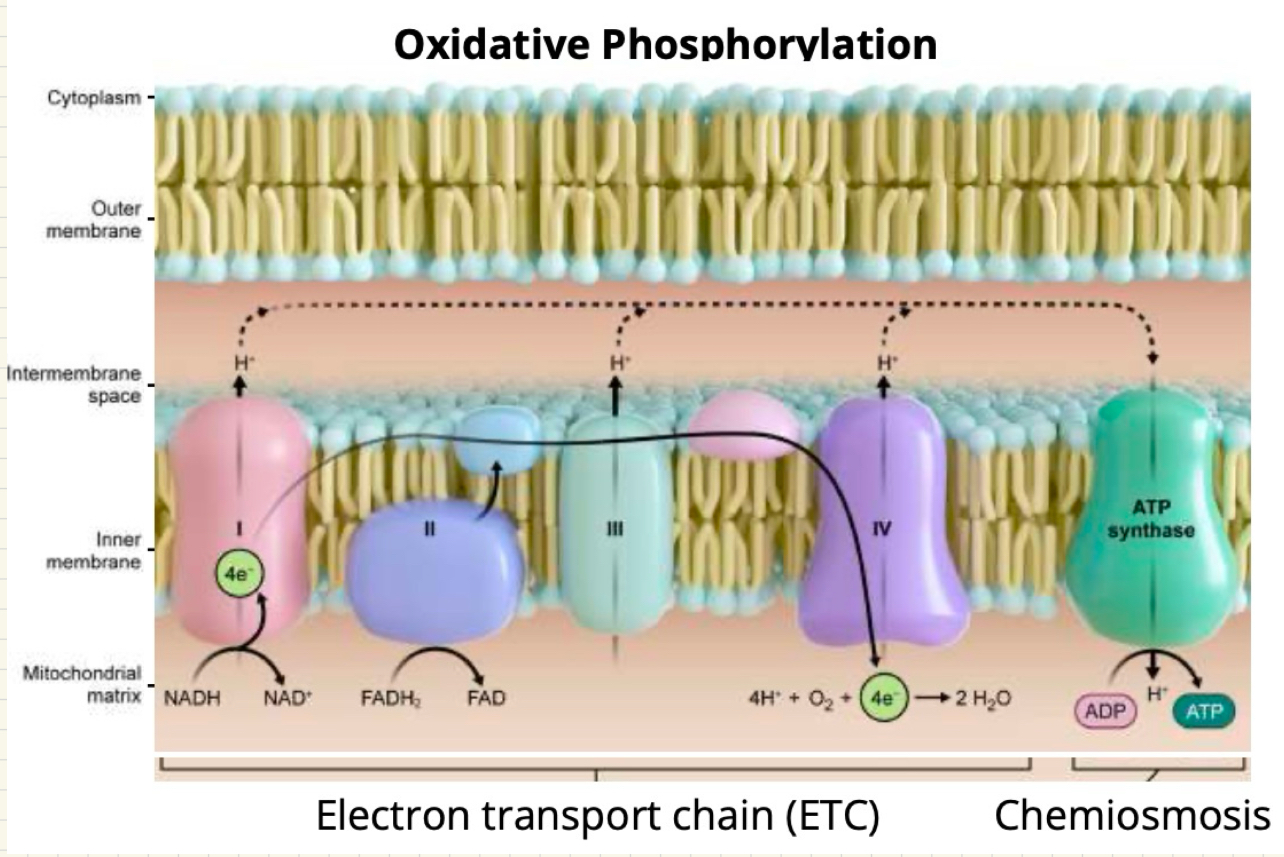 <p>By active transport of protons across the membrane from complex one and complex five, chemically removing protons from the matrix and releasing protons into the intermembrane space</p>