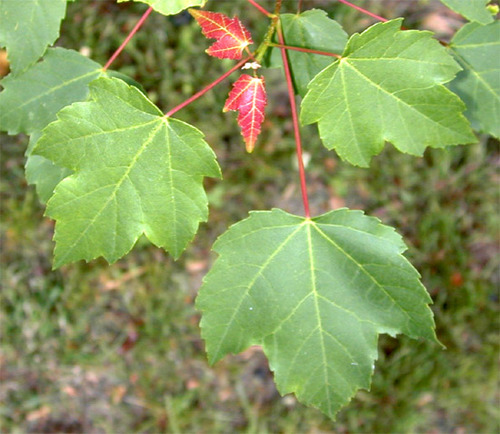What is this plant?