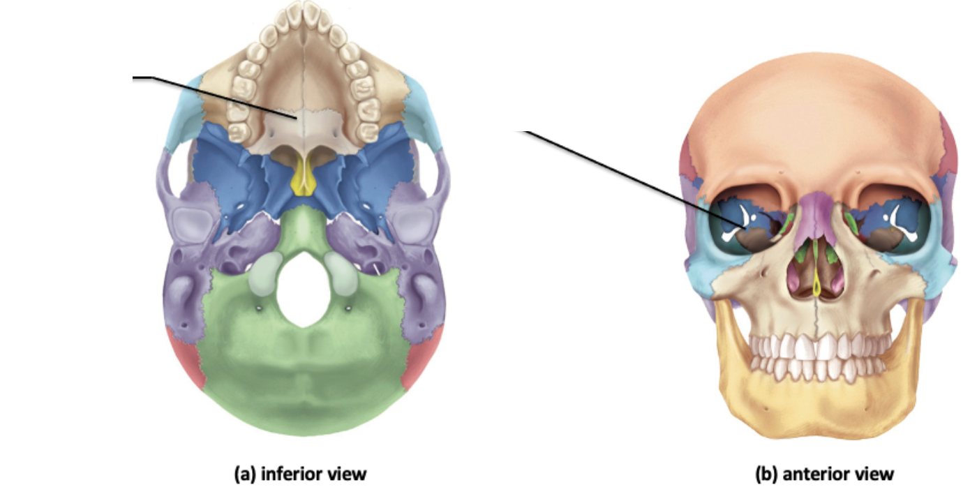 <p>Identify the facial bone and it’s feature(s)</p>