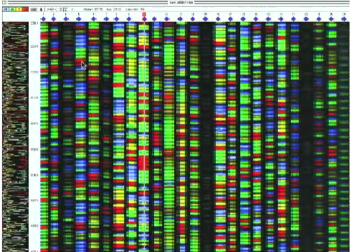 <ul><li><p>Each lane of the gel will represent a different sequence by different colours, and the length of the gel determines the number of sequences in the DNA molecule</p></li><li><p>Different colours represent different nucleotides, so we can know the sequence by converting the colours into their respective nucleotides</p></li><li><p><strong>This is the sanger sequence</strong></p></li></ul><p></p>