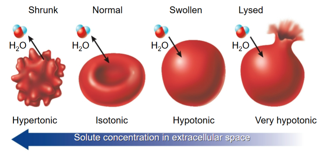 <p>They <strong>swell</strong>. If very hypotonic —&gt; leads to lysis (bursting).</p>
