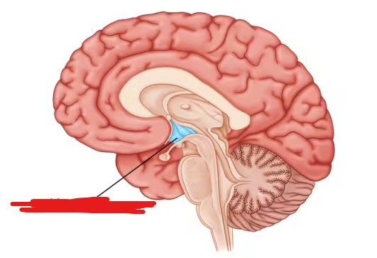 <p>The region of the brain that maintains a constant temperature of the body, and in general, performs homeostasis/regulates it.</p>