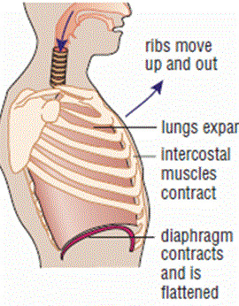 <ul><li><p>diaphragm contracts</p></li><li><p>intercostal muscles contract</p></li><li><p>volume of ribcage increase</p></li><li><p>pressure in chest decreases</p></li><li><p>air moves inside lungs.</p></li></ul><p></p>