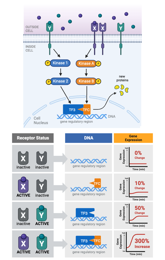 <p>Which protein integrates the two signaling pathways?</p><ul><li><p><span>a. Kinase 1</span></p></li><li><p><span>b. Kinase 2</span></p></li><li><p><span>c. Kinase A</span></p></li><li><p><span>d. Kinase B</span></p></li><li><p><span>e.&nbsp;TF3 and TFC</span></p></li></ul><p></p>