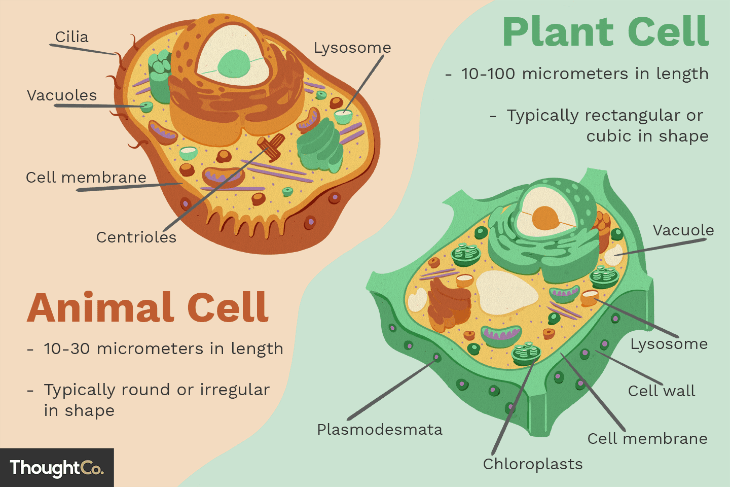 <p>Key structures include the nucleus (stores genetic information and controls cell activities),</p><p>mitochondria (site of cellular respiration),</p><p>cytoplasm (gel-like substance where reactions happen),</p><p>cell membrane (regulates what enters and exits),</p><p>and ribosomes (synthesize proteins).</p>