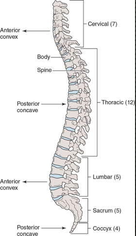 cervical (7)- anterior convex

thoracic (12)- posterior concave

lumbar (5)- anterior convex

sacrum (5)

coccyx (4)- posterior concave 
