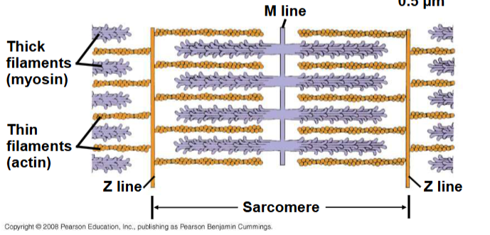 <p>Sarcomere</p>