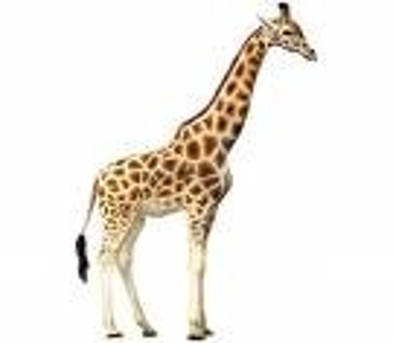 <p>a large African animal with a very long neck and long legs</p>
