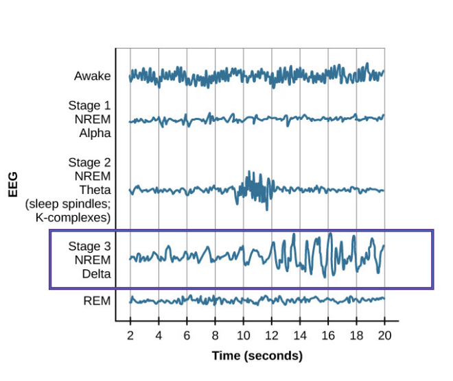 <p>Respiration and heart rate slow down further, important for learning and memory, known as slow-wave sleep</p><p>“Deep sleep“</p><ul><li><p>Delta waves</p></li><li><p>Difficult to wake someone up</p></li></ul>