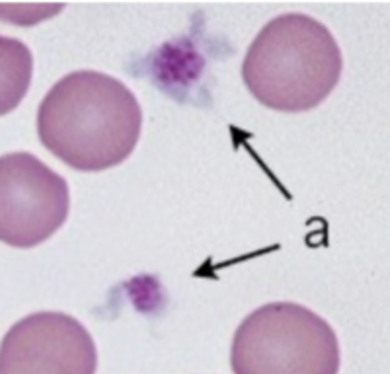 <p>Platelets with dendritic processes</p>