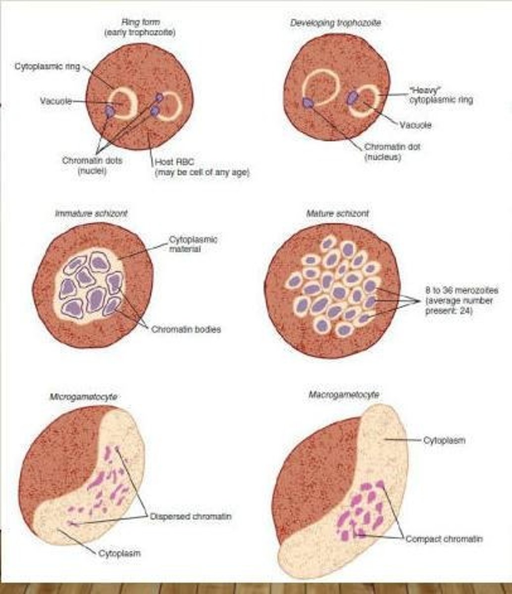 <p>Bite of Anopheles mosquito with infective sporozoites, blood transfusion, sharing of needles.</p>