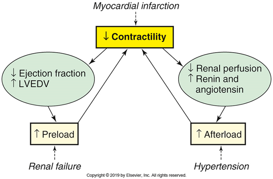 <ul><li><p>HF = tachycardia (SNS stimulated)</p></li><li><p>Decreased BP = decreased afterload (direct relationship)&nbsp;</p></li><li><p>Vasodilation = decreased afterload = decreased BP&nbsp;</p></li><li><p>Vasoconstriction = increased afterload = increased BP&nbsp;</p></li></ul><p></p>