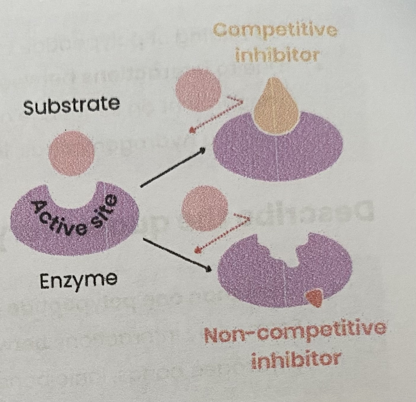 <ul><li><p>As conc of competitive inhibitor increases, rate of reaction <strong>decreases</strong></p><p>&gt; <strong>similar shape </strong>to substrate</p><p>&gt; competes for/ <strong>binds to/ blocks active site</strong></p><p>&gt; so substrates <strong>can’t bind</strong> and fewer <strong>E-S complexes </strong>form</p></li><li><p>Increasing substrate conc <strong>reduces effect</strong> of inhibitors (dependent on relative concs of substrate and inhibitor)</p></li></ul><p></p>