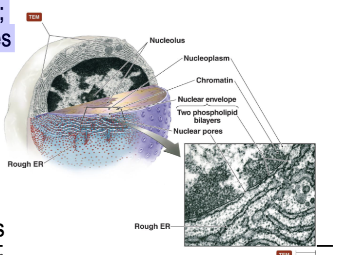 <p>Double membrane that consists of two phospholipid bilayer that contains nuclear pores</p>