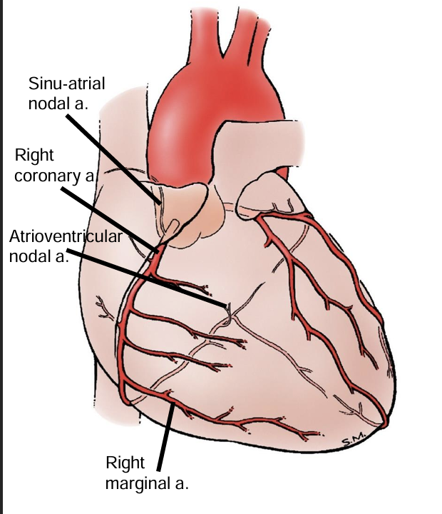 <p>coronary sulcus and gives the right marginal artery which runs towards the apex</p>