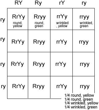 <p>Dihybrid</p>