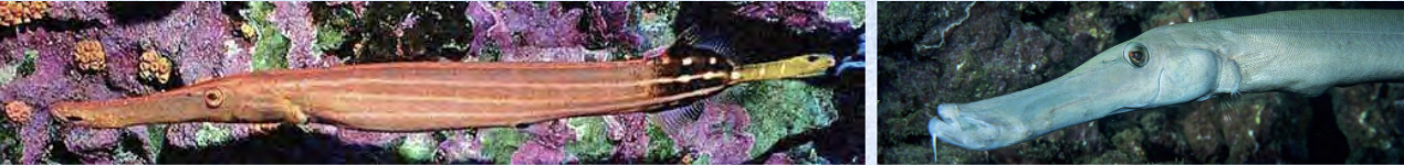 <p>trumpetfish</p><p></p><p></p><p>Key traits:</p><ul><li><p>3 spp, 1 in Hawaii</p></li><li><p>elongate, compressed, posterior dorsal and anal, rounded caudal, chin barbel, stalking piscivore</p></li></ul><p></p>