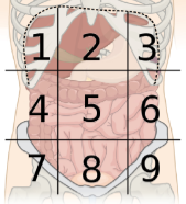 <p>abdominopelvic region 3</p>