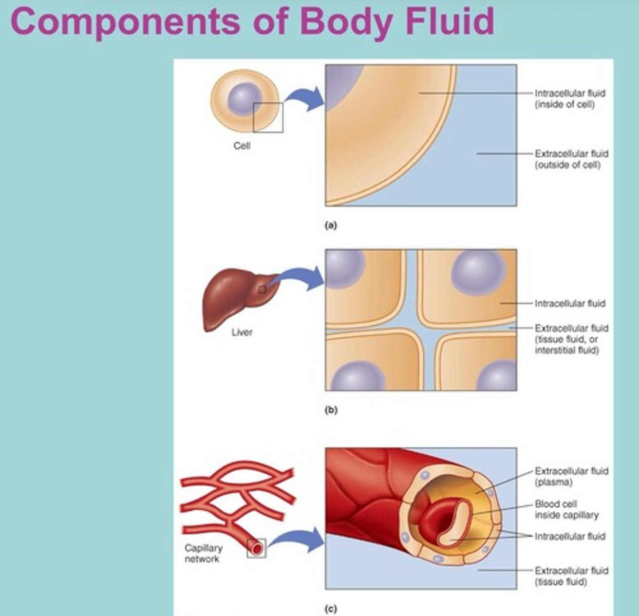 <p>Substances composed of freely moving molecules that can conform to the shape of their container.</p>