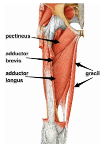<p><span style="background-color: transparent;"><span>Flexion (up to 45°) and adduction of the hip, stabilises the pelvis</span></span></p>